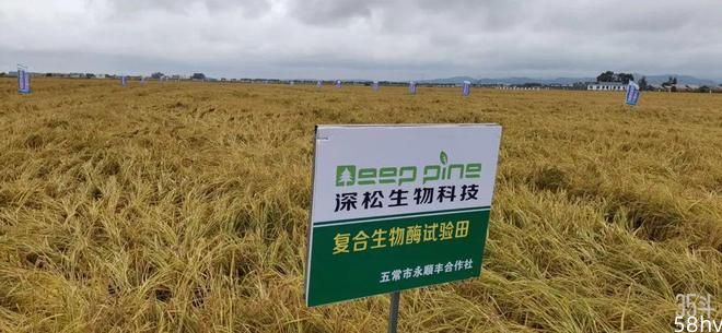 南京深松：专注复合生物酶技术，破局出圈，助力绿色生态农业发展