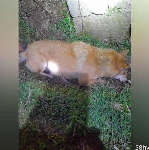 20岁老狗送主人上班后没回家，藏在田埂里去世：它一定也很难过吧