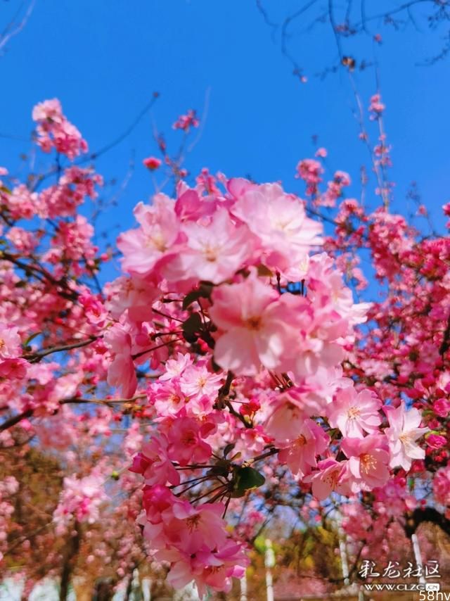 3月昆明，圆通花潮。去看花吧，管它是樱花还是海棠。