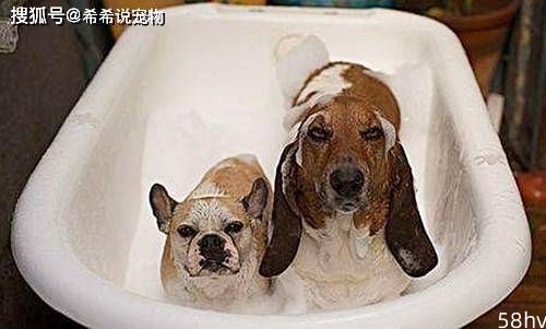 【养狗经验分享】狗洗毛剂泡沫多洗得干净吗，狗香波泡泡多好不好