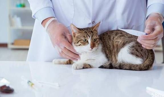 「科普」引起猫咪便血的原因有哪些？怎么解决？