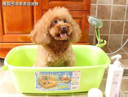 【个人养狗经验分享】用肥皂给狗狗洗澡长疹子，肥皂不能给狗子洗澡吗