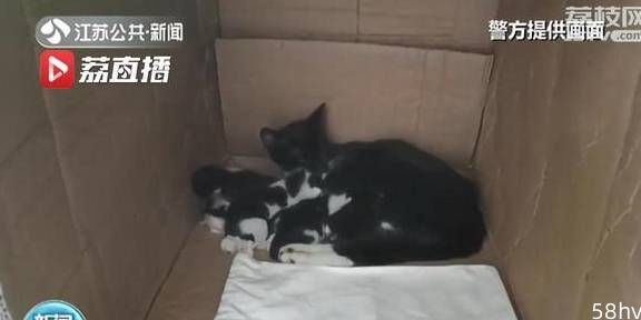一场特殊的救援！遭遇风雨猫妈妈“求助”南京民警救幼崽