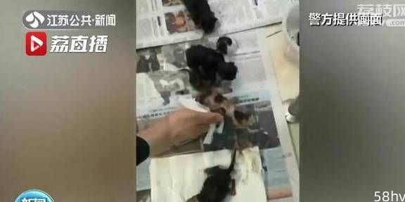 一场特殊的救援！遭遇风雨猫妈妈“求助”南京民警救幼崽