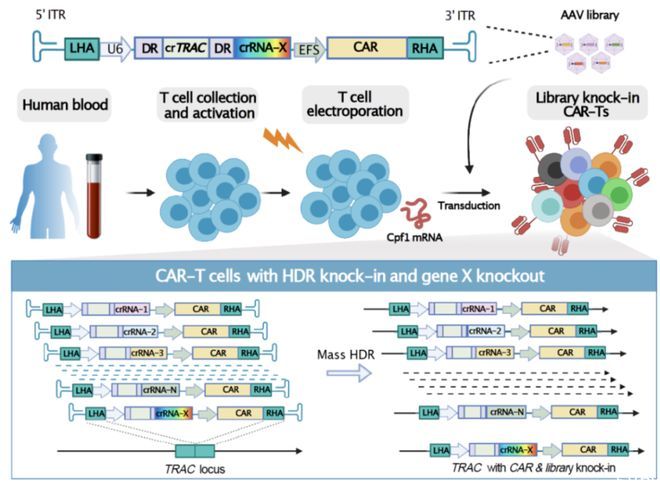 CAR-T细胞治疗新基因面世，耶鲁团队研发“密集平行基因敲入”技术，可将数十种结构物敲入T细胞受体位