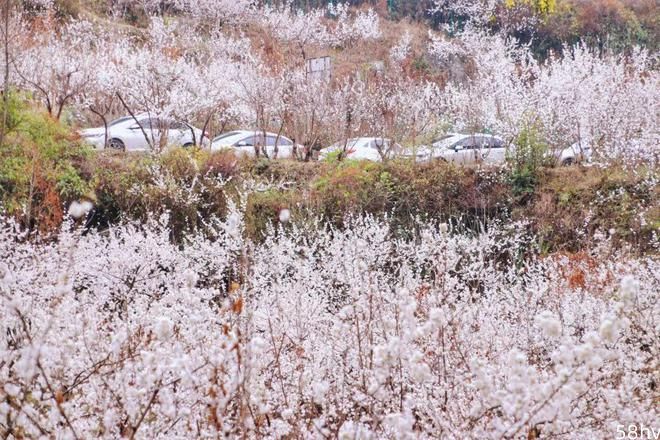 万亩樱桃花正值盛花期，贵州这处雪白花海年年春天爆美！