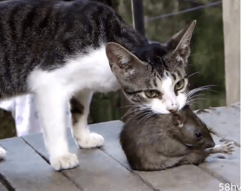 主人给猫咪一直老鼠，竟然被当成儿子宠着，不吃老鼠还保护老鼠