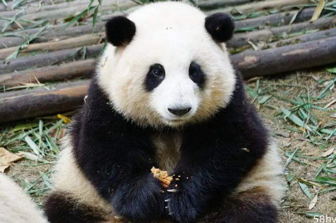 “熊猫饲养员”成大学生理想职业，招录门槛一公布，真的有些心动