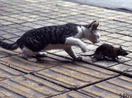 主人给猫咪一直老鼠，竟然被当成儿子宠着，不吃老鼠还保护老鼠