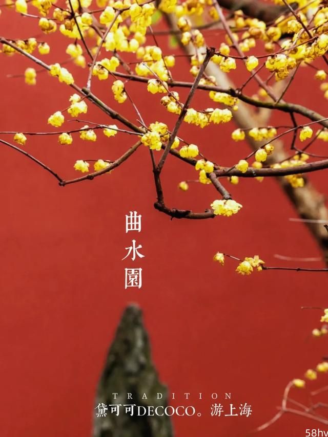 上海赏梅，要拍出氛围感，去这两处小众景点就够了