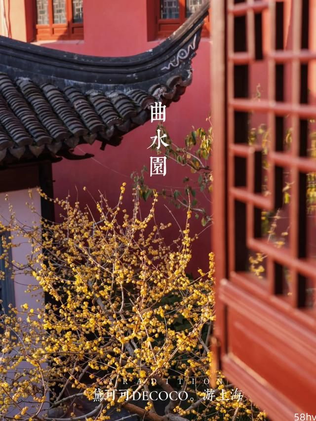 上海赏梅，要拍出氛围感，去这两处小众景点就够了