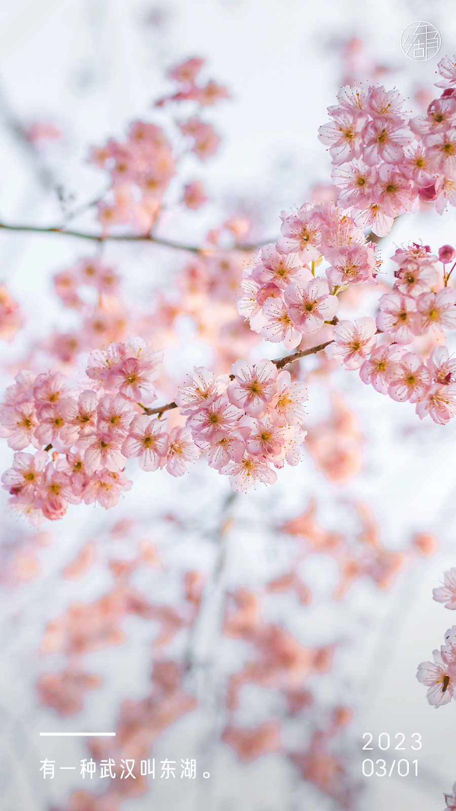 不止樱花，三月东湖超好玩