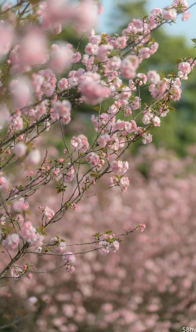 不止樱花，升级玩法！3月10日，成都·青白江第十三届樱花旅游文化节即将盛大开幕！