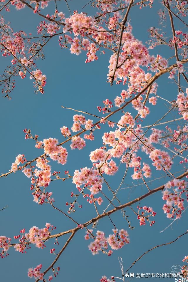 不止樱花，三月东湖超好玩