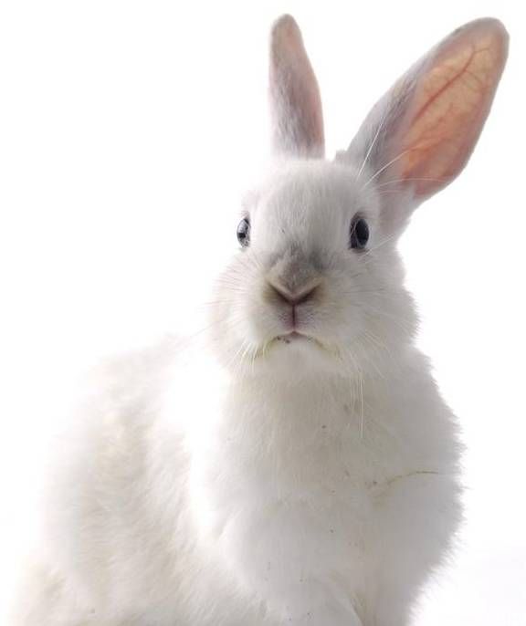 兔子掉毛是什么原因？它们的寿命有多久？