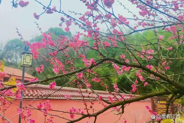九江这些深得春色青睐的花花世界，每一处都不想辜负！