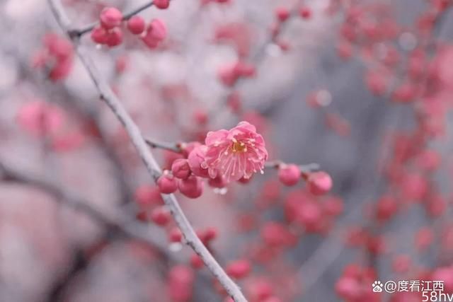 九江这些深得春色青睐的花花世界，每一处都不想辜负！