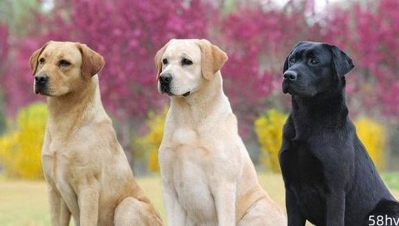 兽医：决定狗狗寿命长短的不是疾病和衰老，而是它们