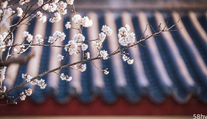 2023首届青岛樱桃花节来了！7条精品赏花线路奉上！