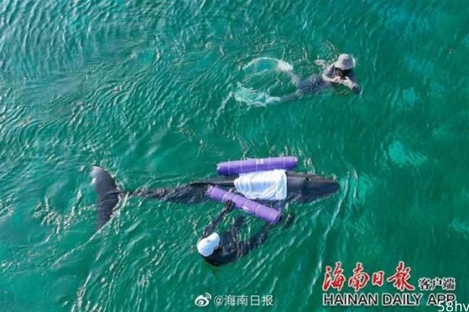 三亚搁浅侏儒抹香鲸死亡，背后是塑料垃圾污染之痛