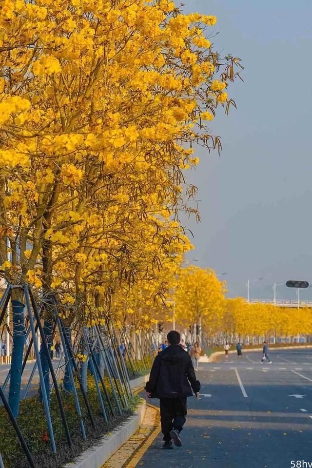 初春限定！深圳最美一公里，黄风铃木盛开了