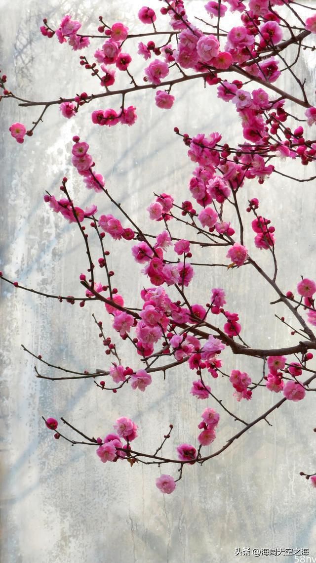 北京鹫峰梅园花开迎春来