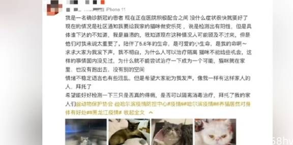 哈尔滨3只猫核酸呈阳性，确诊新冠的猫主含泪发文：已执行安乐死