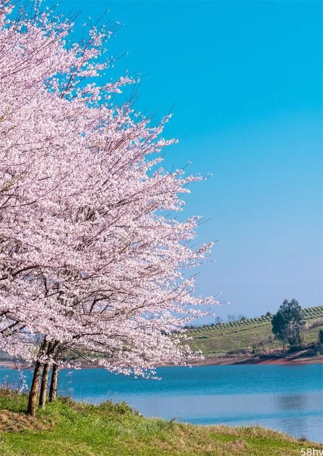 半城樱花半城瀑布！贵州这座被低估的宝藏小城，3月到5月满城花海