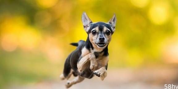 小狗每秒跑多少米？怎样正确锻炼狗狗？