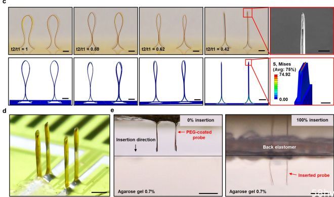 中国学者开发三维神经接口设备实现3D电生理记录，为研究下一代神经接口提供新指导