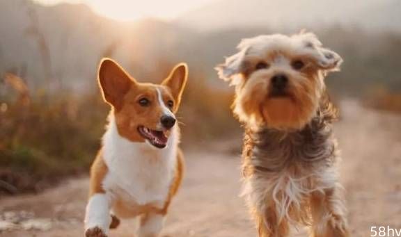 小狗每秒跑多少米？怎样正确锻炼狗狗？