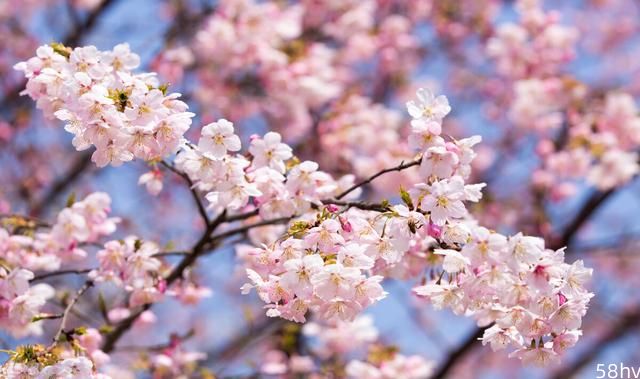 又是一年赏樱花季节 武汉大学樱花即将开放