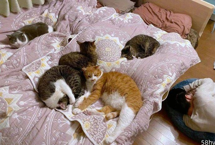 因床总被猫占，买了个超大猫窝自己用，没想到还不错！