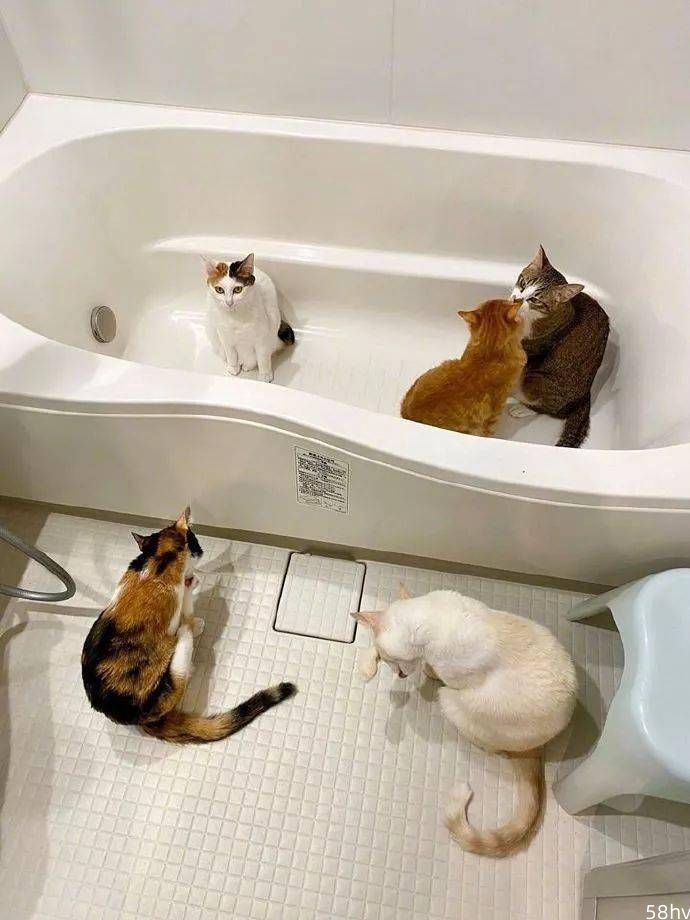 在浴室开了暖气后，本来想洗个澡，结果却被猫们这样给霸占了！