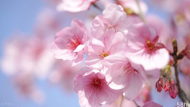 又是一年赏樱花季节 武汉大学樱花即将开放