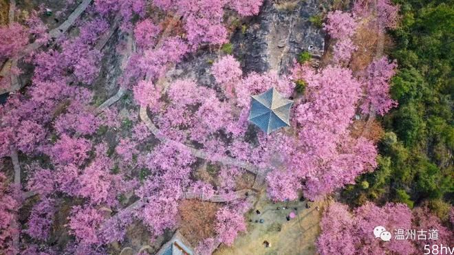 吹爆！温州这处赏樱胜地，千亩粉色天堂美到开挂，只等你来！