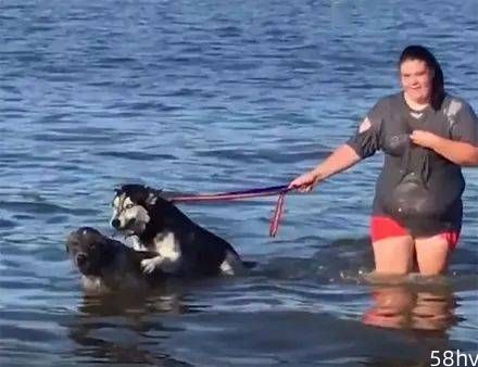 女子带两狗子去游泳，可下一秒二哈做出的举动，网友哭笑不得了，好狗！