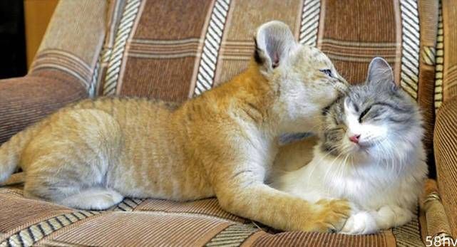 如果猫和老虎一样大,那么这两个猫科动物,到底谁更厉害呢？