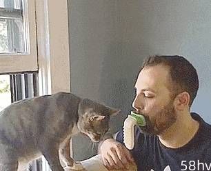 如果舔一下猫，它会有什么反应呢？