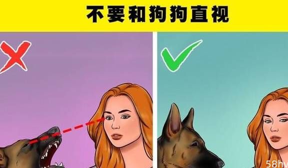 如果陌生的狗狗对你展现了攻击性，你应该怎么办？