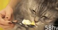 如果猫不喜欢它的食物，它会饿死自己吗？