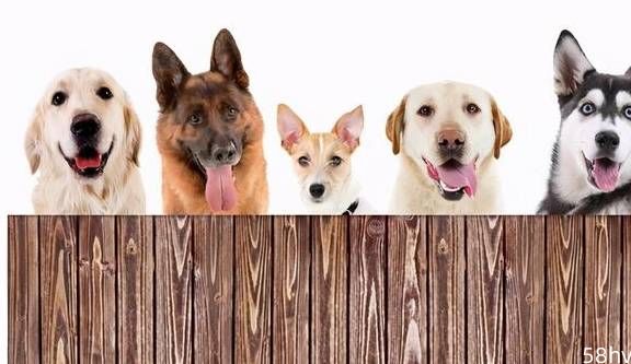 如果这6种狗免费送，你最想带哪只回家？
