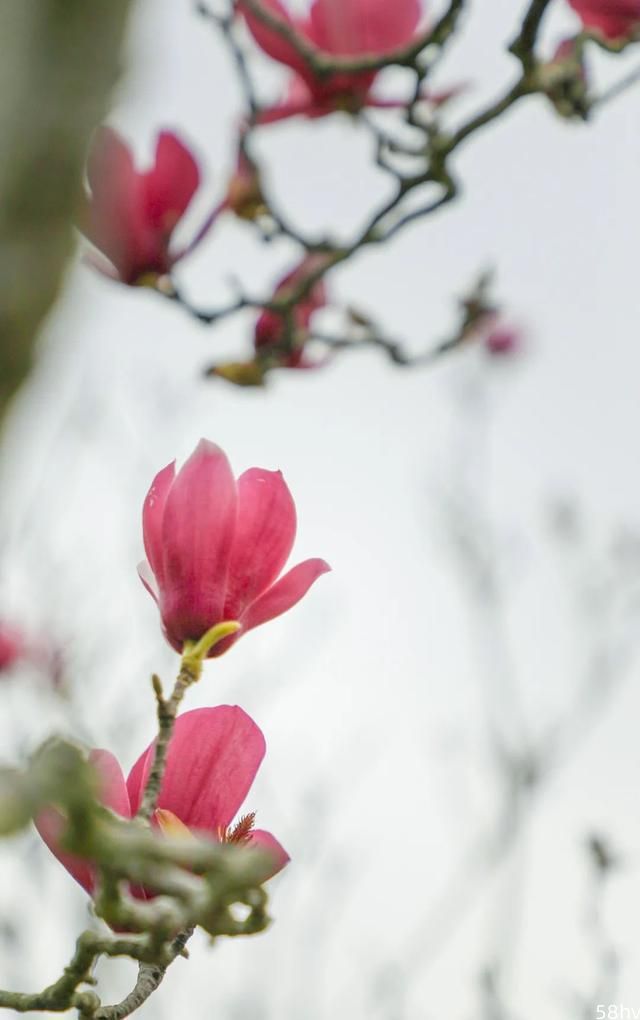 在宝安的公园花海，遇见三月的春意盎然