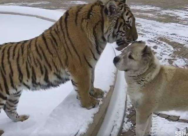 如果狗长得和老虎一样大，能打败老虎吗？看看这两种动物就知道了