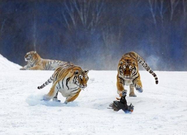 如果猫和老虎一样大,那么这两个猫科动物,到底谁更厉害呢？