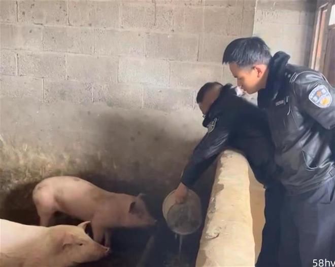 农妇被抓后担心家中小猪饿肚子，民警上门帮其喂养