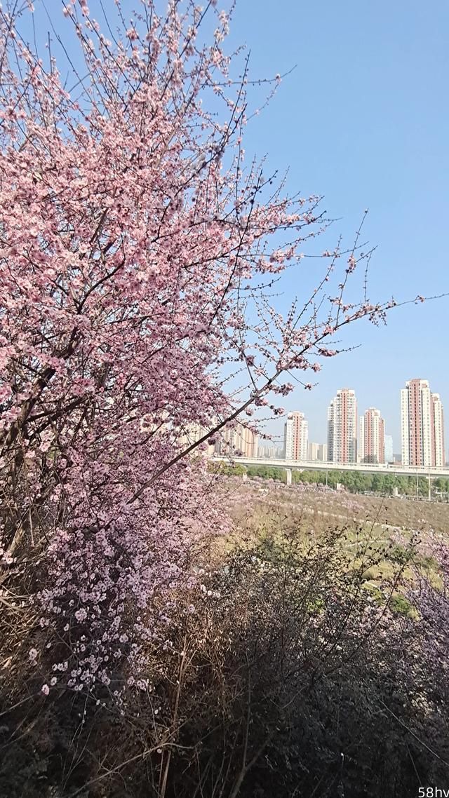 地铁直达，开往重庆最美的春天，实拍免费赏花胜地