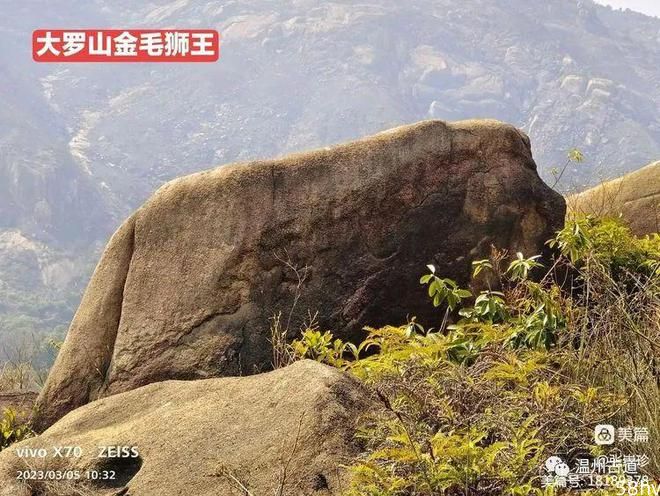 大罗山最新奇石--金毛狮王，你可曾见过？