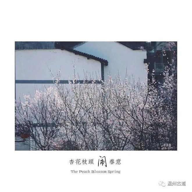 太美！这个入选《中国赏花地图》的浙江“杏花村”，藏着整个江南春天！