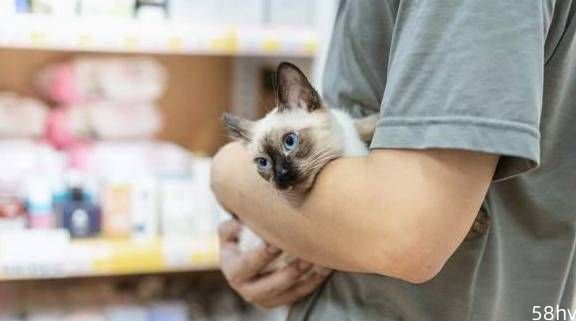 宠物店“无人问津”的几类猫，只有不懂行的才会买！